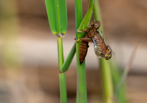 brachytron pratense  aeschne printaniere  femelle