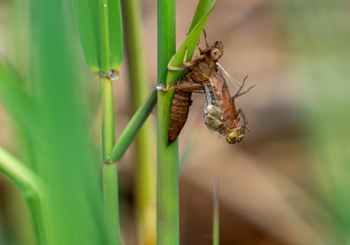 brachytron pratense  aeschne printaniere  femelle