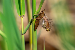 brachytron pratense aeschne printaniere femelle brachytron pratense aeschne printaniere femelle