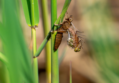 brachytron pratense  aeschne printaniere  femelle