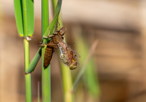 brachytron pratense  aeschne printaniere  femelle