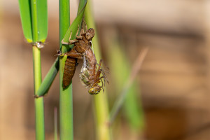 brachytron pratense aeschne printaniere femelle brachytron pratense aeschne printaniere femelle