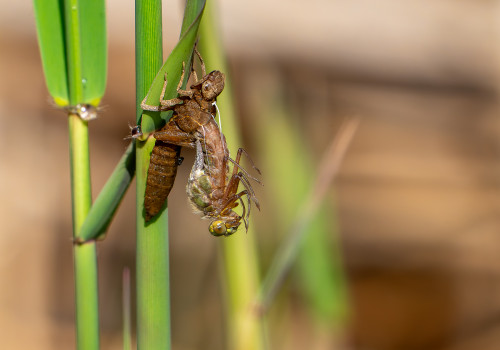 brachytron pratense  aeschne printaniere  femelle
