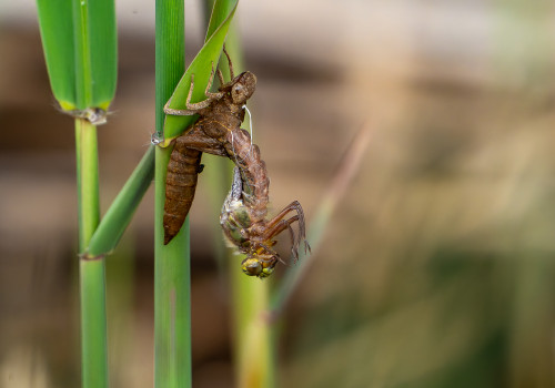 brachytron pratense  aeschne printaniere  femelle
