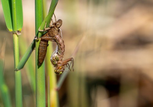 brachytron pratense  aeschne printaniere  femelle