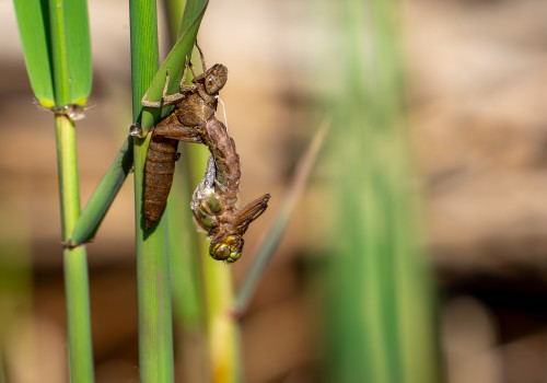 brachytron pratense  aeschne printaniere  femelle