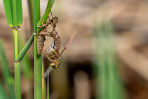 brachytron pratense aeschne printaniere femelle brachytron pratense aeschne printaniere femelle