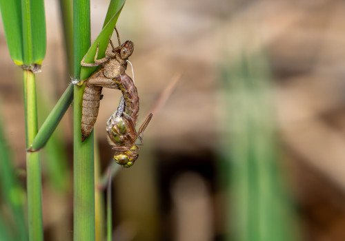 brachytron pratense  aeschne printaniere  femelle