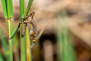brachytron pratense aeschne printaniere femelle brachytron pratense aeschne printaniere femelle