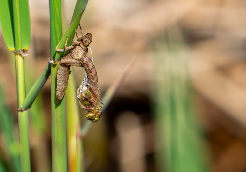 brachytron pratense  aeschne printaniere  femelle