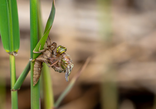 brachytron pratense  aeschne printaniere  femelle