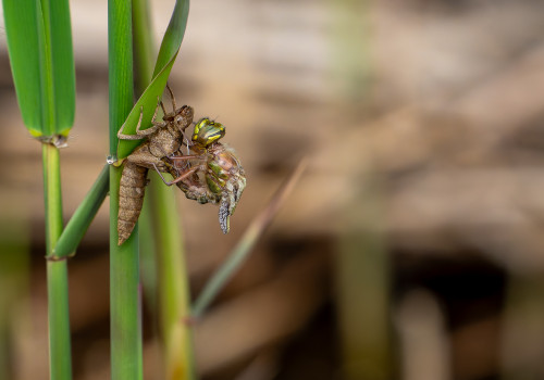 brachytron pratense  aeschne printaniere  femelle