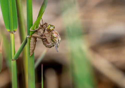 brachytron pratense  aeschne printaniere  femelle