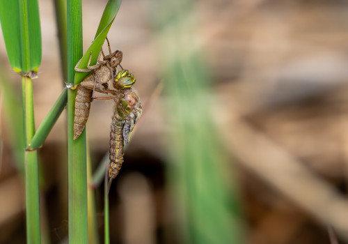 brachytron pratense  aeschne printaniere  femelle