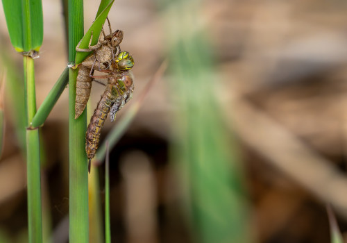 brachytron pratense  aeschne printaniere  femelle