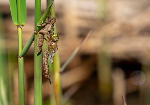 brachytron pratense  aeschne printaniere  femelle