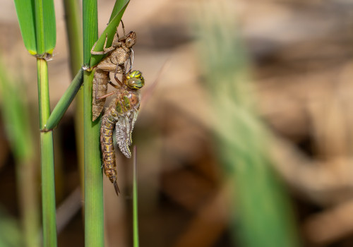 brachytron pratense  aeschne printaniere  femelle