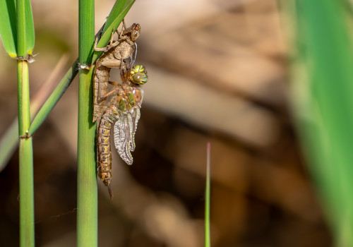 brachytron pratense  aeschne printaniere  femelle