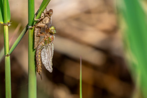 brachytron pratense aeschne printaniere femelle brachytron pratense aeschne printaniere femelle