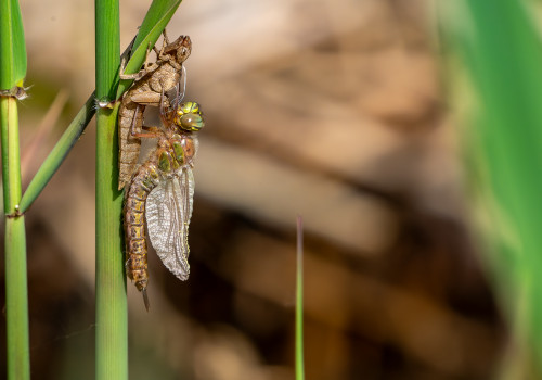 brachytron pratense  aeschne printaniere  femelle