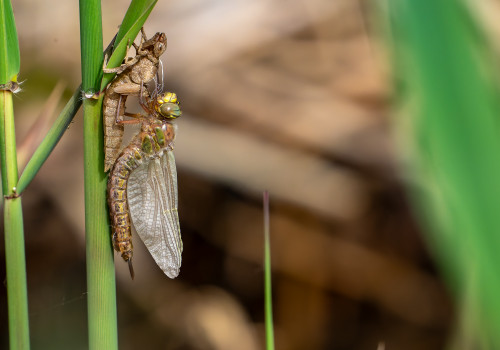 brachytron pratense  aeschne printaniere  femelle