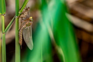 brachytron pratense aeschne printaniere femelle brachytron pratense aeschne printaniere femelle