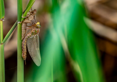 brachytron pratense  aeschne printaniere  femelle
