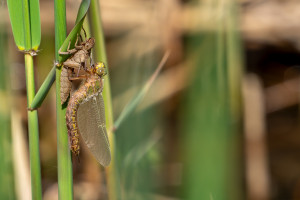 brachytron pratense aeschne printaniere femelle brachytron pratense aeschne printaniere femelle