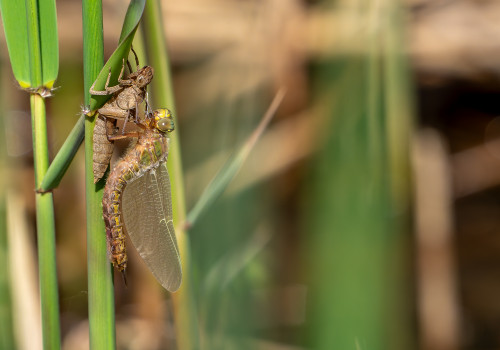 brachytron pratense  aeschne printaniere  femelle