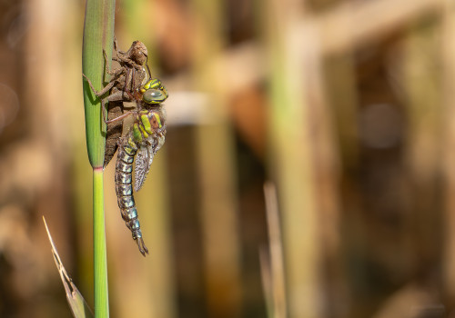 brachytron pratense  aeschne printaniere  male