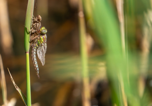 brachytron pratense  aeschne printaniere  male