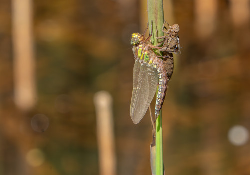 brachytron pratense  aeschne printaniere  male