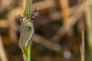 brachytron pratense aeschne printaniere male brachytron pratense aeschne printaniere male