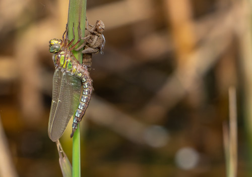 brachytron pratense  aeschne printaniere  male