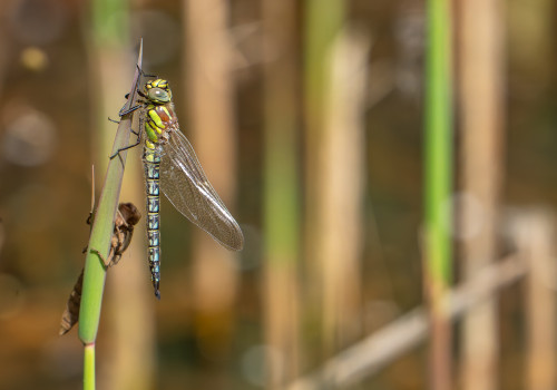 brachytron pratense  aeschne printaniere  male