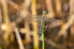 brachytron pratense aeschne printaniere male brachytron pratense aeschne printaniere male