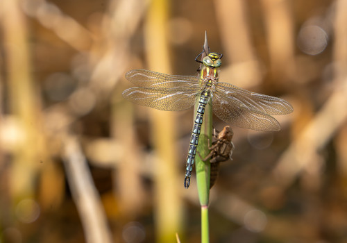 brachytron pratense  aeschne printaniere  male