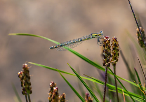 enallagma cyathigerum   agrion porte coupe femelle