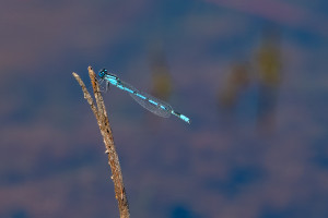enallagma cyathigerum agrion porte coupe male 10 enallagma cyathigerum agrion porte coupe male 10