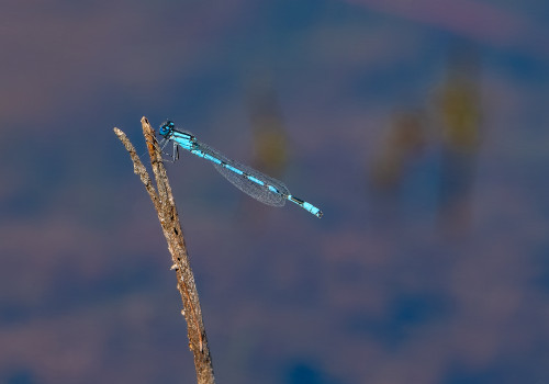 enallagma cyathigerum   agrion porte coupe male 10