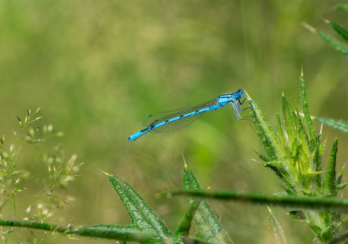 enallagma cyathigerum   agrion porte coupe male
