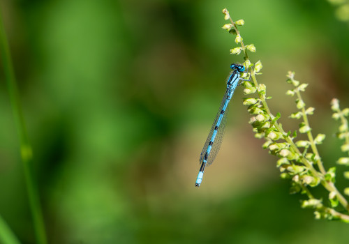enallagma cyathigerum   agrion porte coupe male