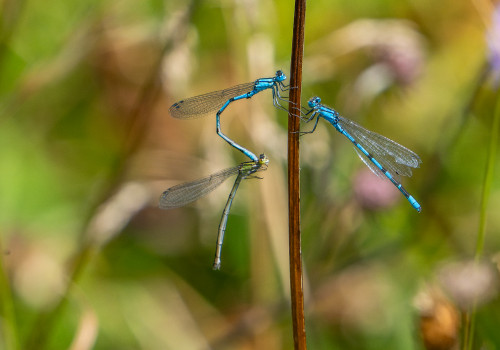 enallagma cyathigerum   agrion porte coupe tandem