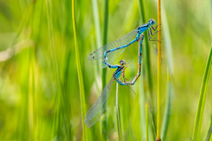 enallagma cyathigerum l agrion porte coupe couple enallagma cyathigerum l agrion porte coupe couple