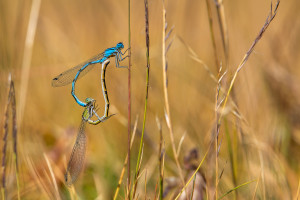 enallagma cyathigerum l agrion porte coupe couple enallagma cyathigerum l agrion porte coupe couple