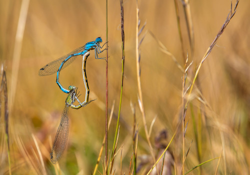 enallagma cyathigerum  l agrion porte coupe  couple