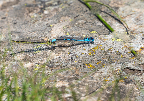 enallagma cyathigerum  l agrion porte coupe  tandem