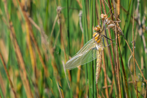epitheca bimaculata cordulie a deux taches femelle epitheca bimaculata cordulie a deux taches femelle