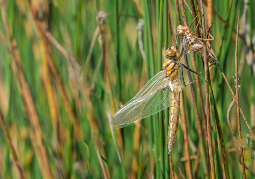 epitheca bimaculata  cordulie a deux taches  femelle