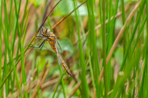 epitheca bimaculata cordulie a deux taches femelle epitheca bimaculata cordulie a deux taches femelle